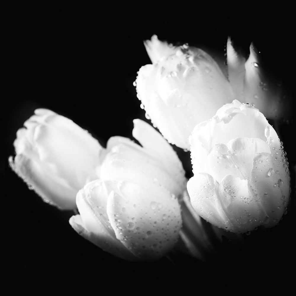 Water Droplets on White Tulips art print by M. Bednarek for $57.95 CAD