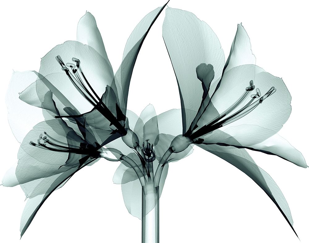Translucent Amaryllis art print by Anonymous for $57.95 CAD