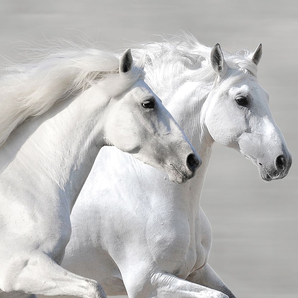 Winter Gallop (detail) art print by Makarova  for $57.95 CAD