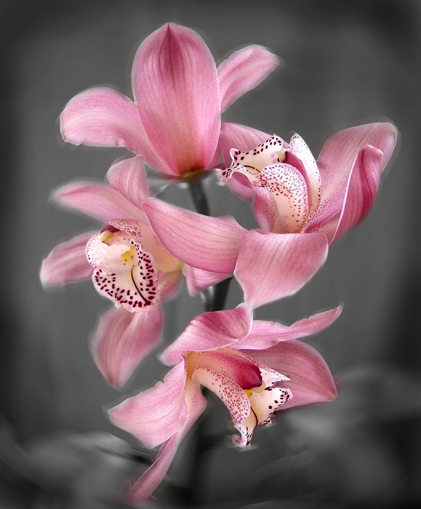 Cymbidium Orchid Bright Pink art print by Igor Maloratsky for $57.95 CAD
