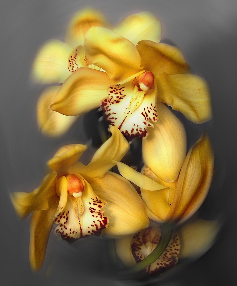Cymbidium Orchid Yellow art print by Igor Maloratsky for $57.95 CAD