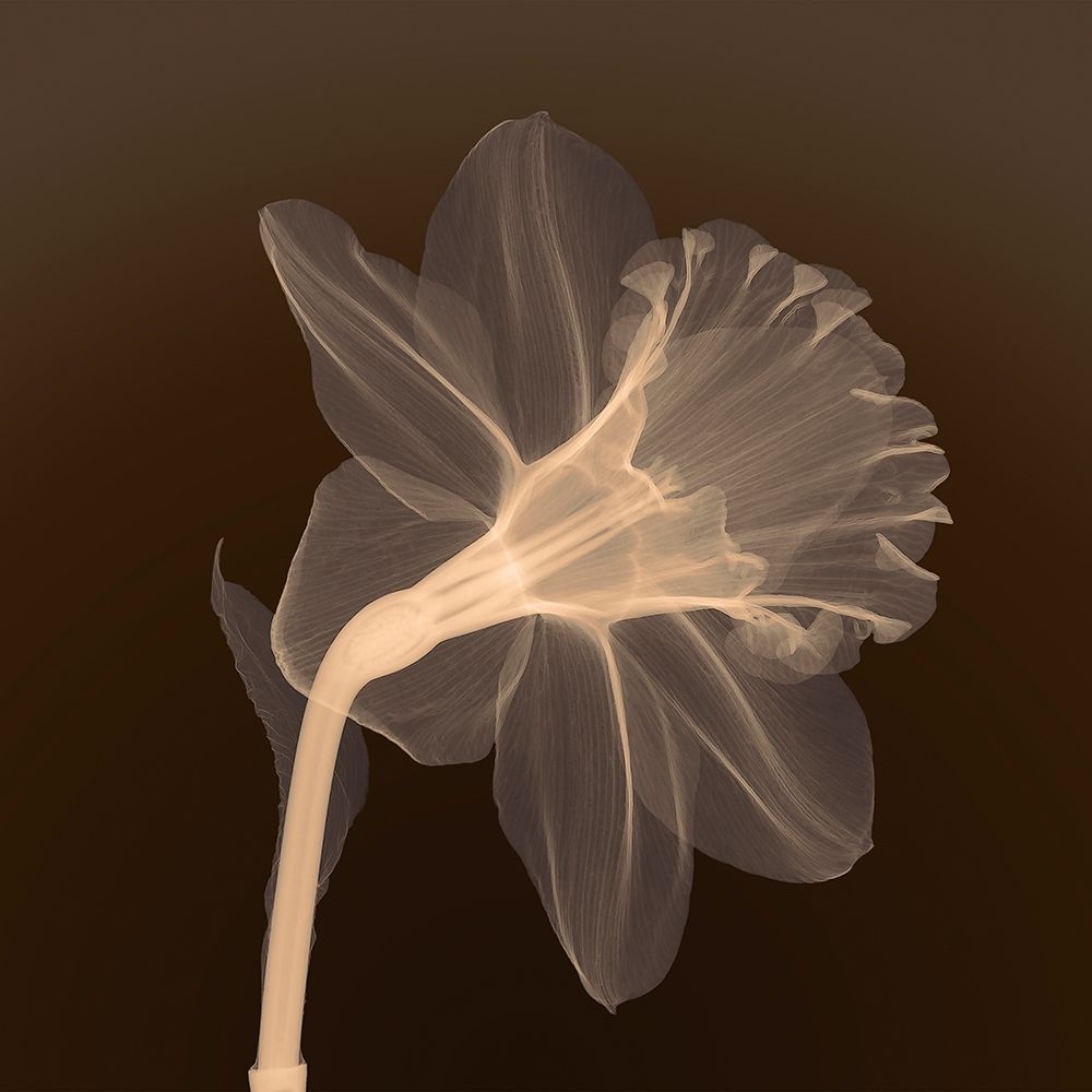 Veiled Blossom (sepia) art print by Anonymous for $57.95 CAD