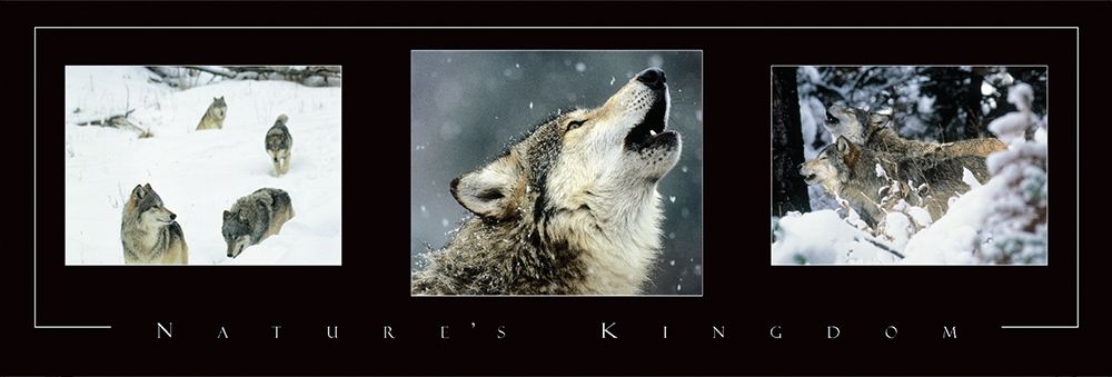 Wolves Tryp art print by Frontline for $57.95 CAD