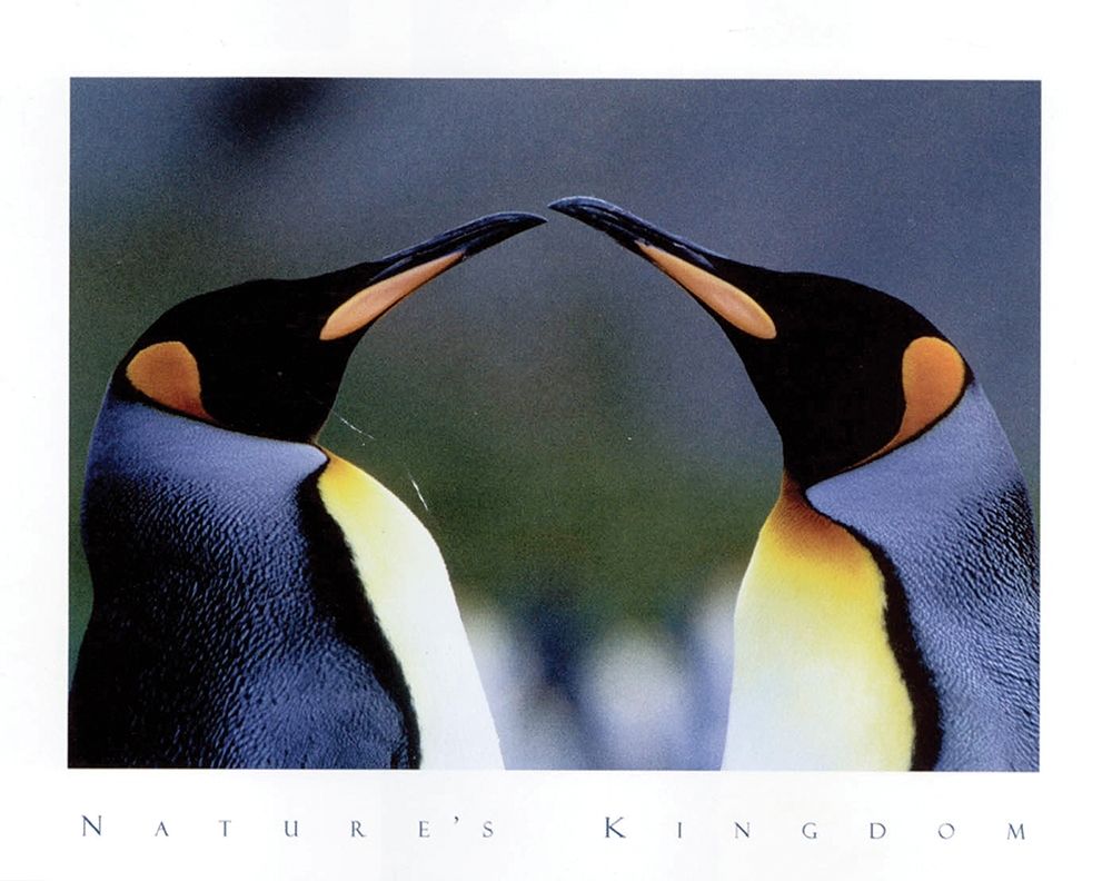 King Penguins art print by Frontline for $57.95 CAD