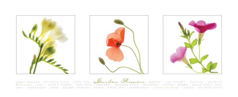 Garden Flowers II art print by Frontline for $57.95 CAD