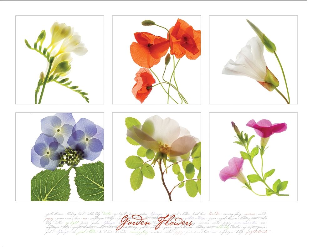 Garden Flowers I art print by Frontline for $57.95 CAD