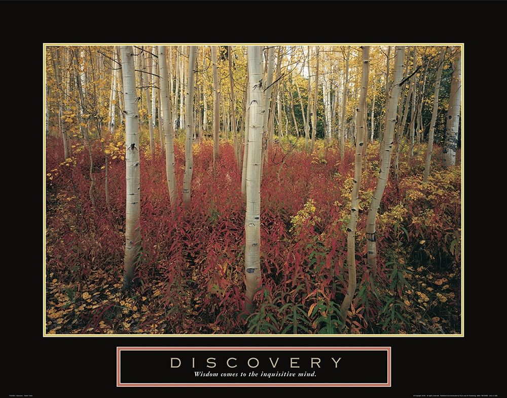 Discovery - Aspen Trees art print by Frontline for $57.95 CAD
