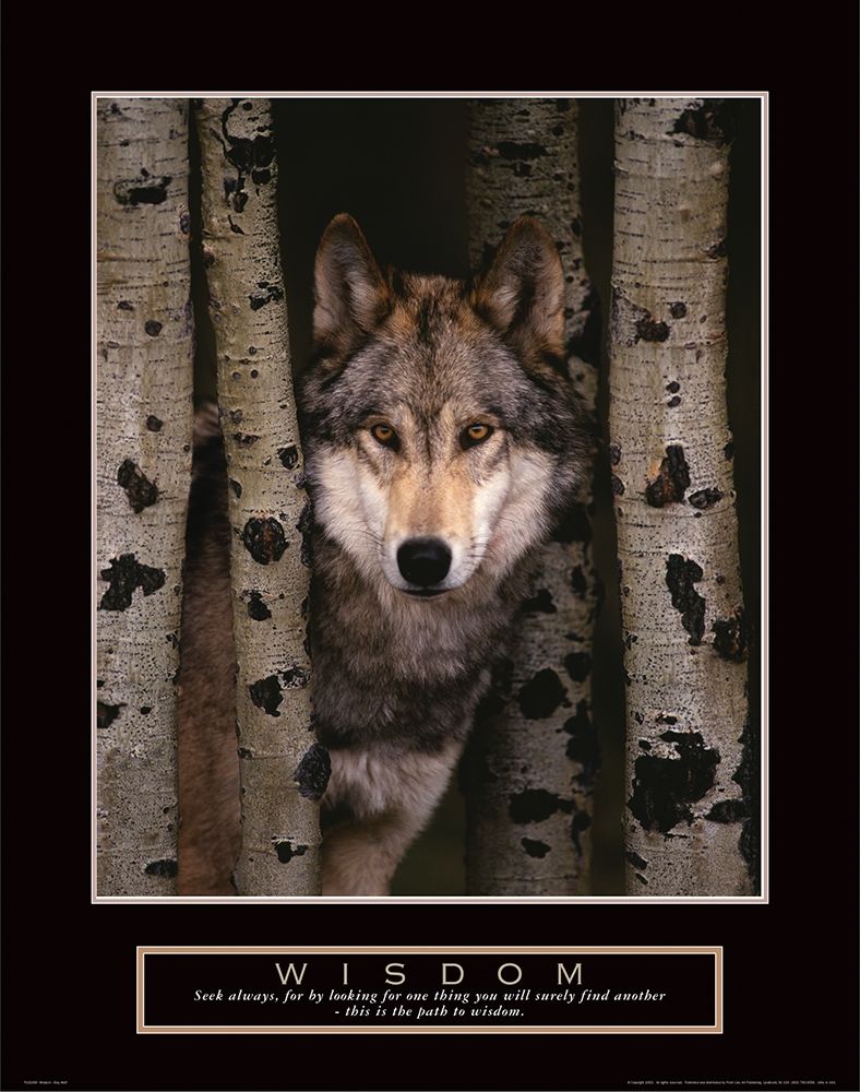 Wisdom - Grey Wolf art print by Frontline for $57.95 CAD