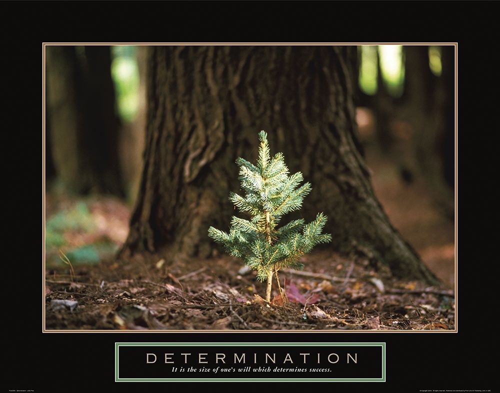 Determination - Little Pine art print by Frontline for $57.95 CAD