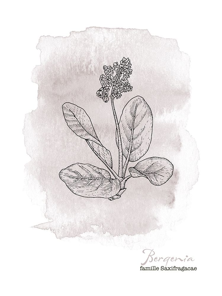 Planche botanique 3 art print by BRAUN Studio for $57.95 CAD