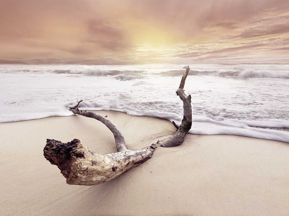Driftwood on beach art print by BRAUN Studio for $57.95 CAD
