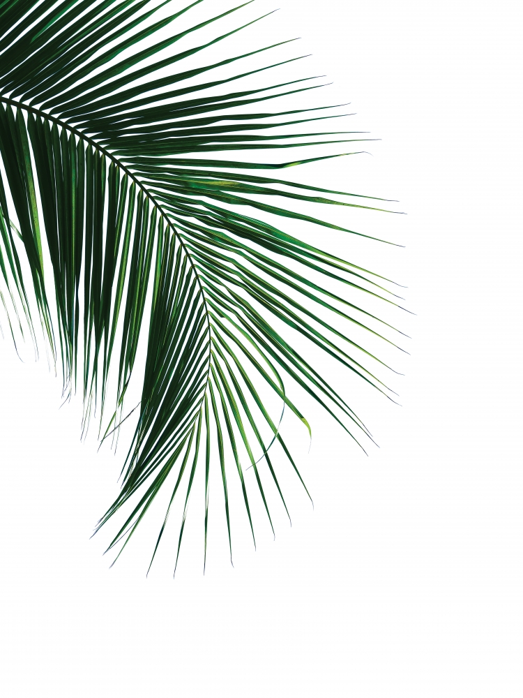 Green Palm Tree I art print by BRAUN Studio for $57.95 CAD