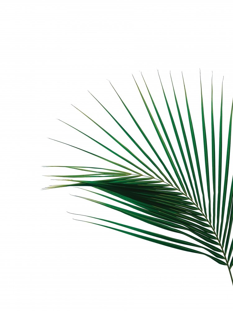 Green Palm Tree II art print by BRAUN Studio for $57.95 CAD