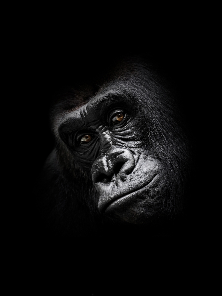 Gorilla art print by BRAUN Studio for $57.95 CAD