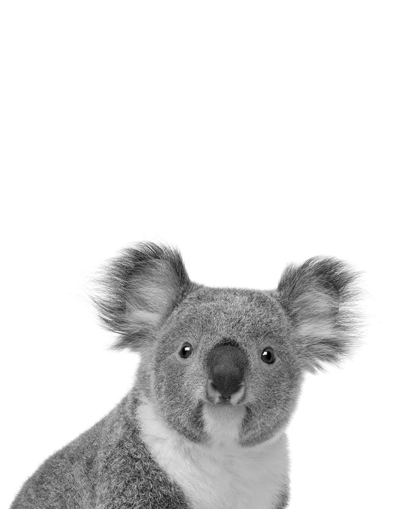 Koala Rigolo art print by BRAUN Studio for $57.95 CAD