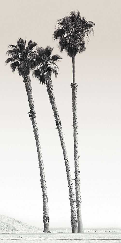 Californian Palm Trees art print by BRAUN Studio for $57.95 CAD