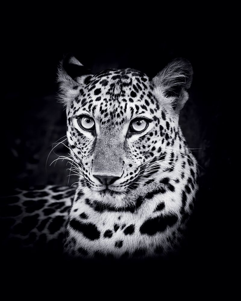 Leopard art print by BRAUN Studio for $57.95 CAD