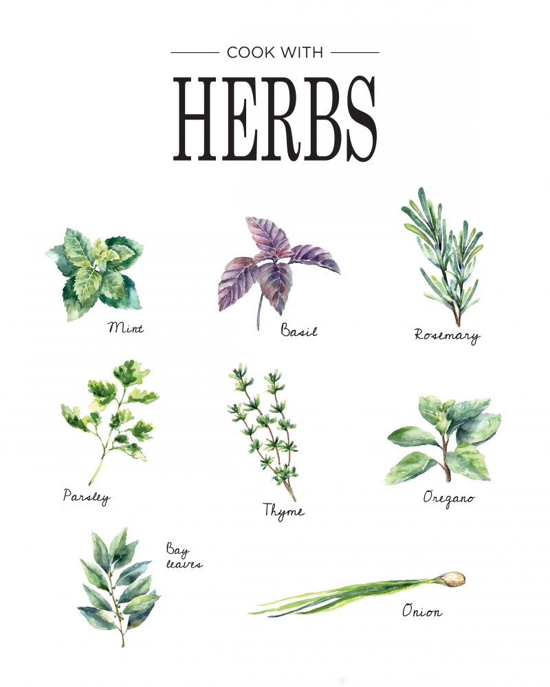 Herbs art print by BRAUN Studio for $57.95 CAD