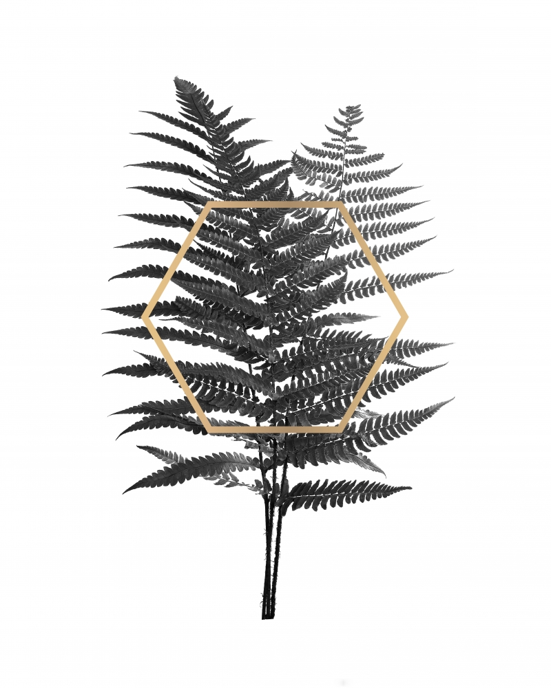 Fern Leaf with Gold art print by BRAUN Studio for $57.95 CAD