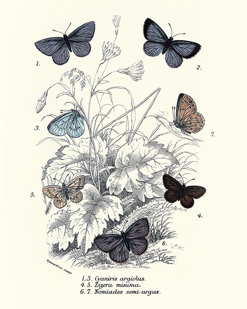 Planche Papillons 3 art print by BRAUN Studio for $57.95 CAD