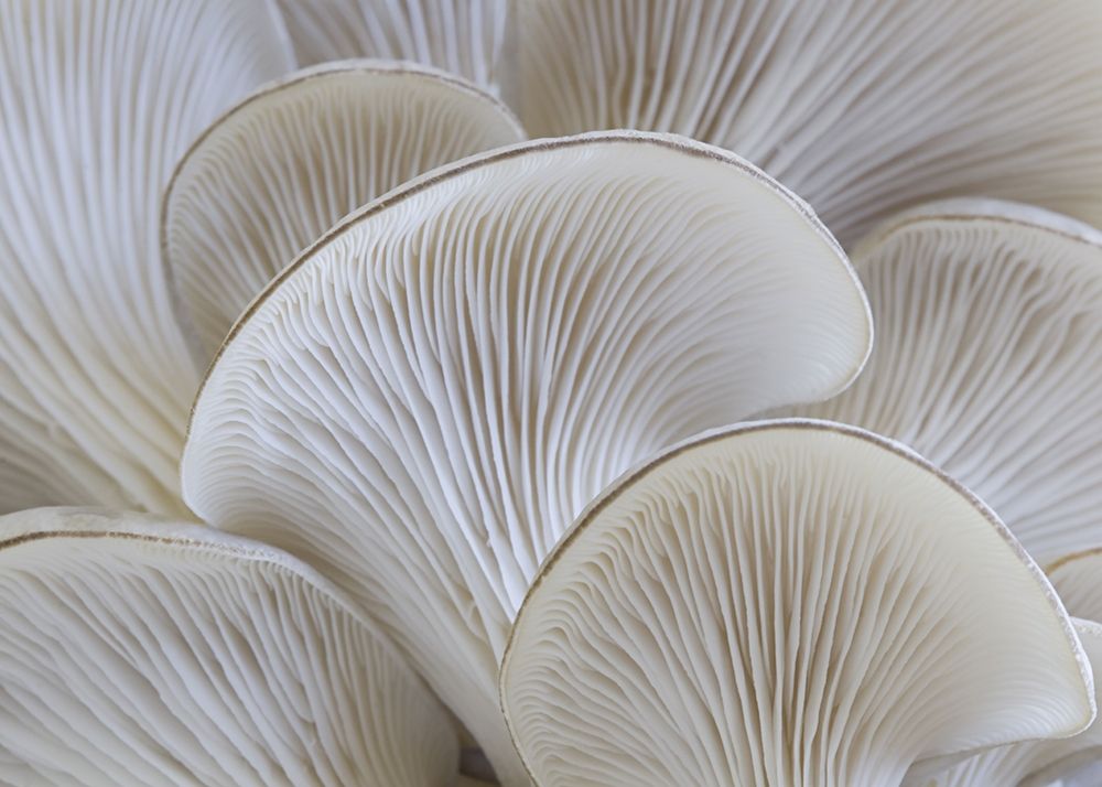 White blades mushroom art print by BRAUN Studio for $57.95 CAD