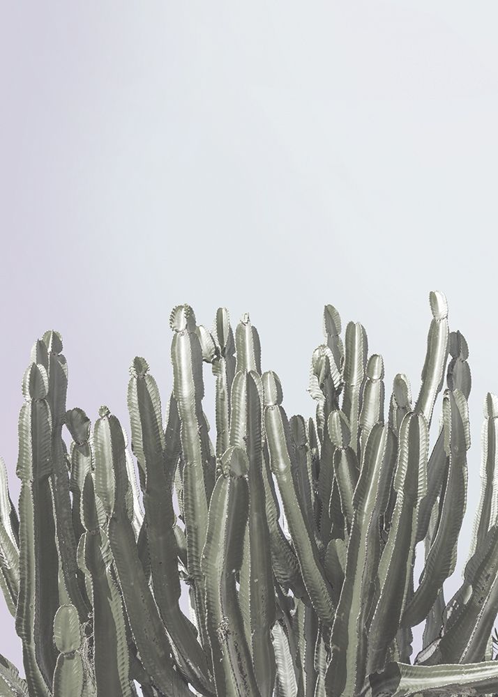 Cactus Cierges art print by BRAUN Studio for $57.95 CAD