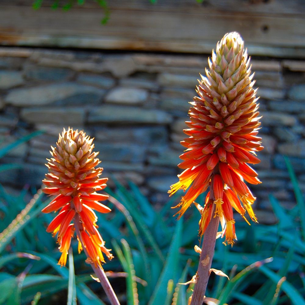 Aloe Blooms I art print by Knoble for $57.95 CAD