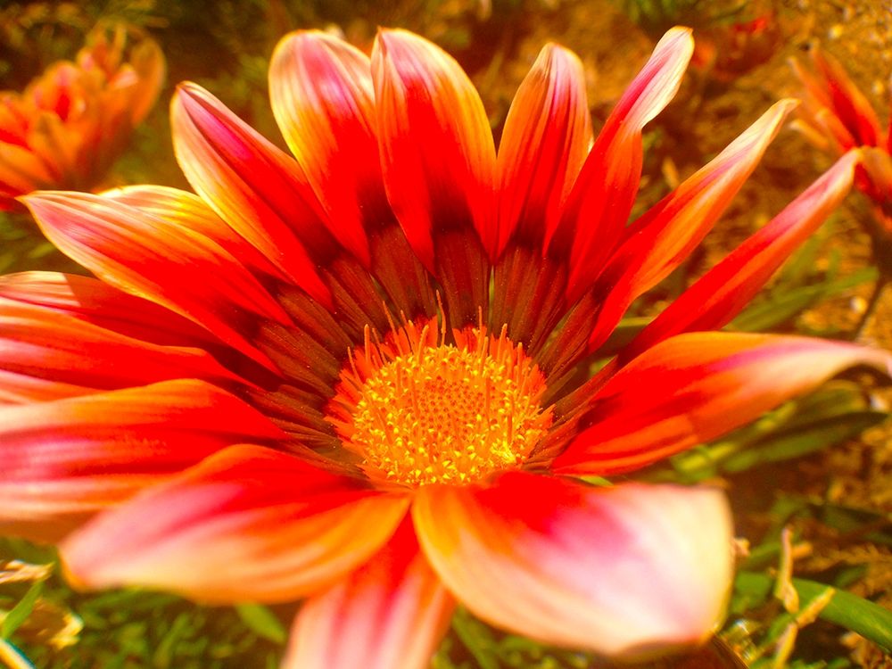 Candy Striped Bloom I art print by Grayscale for $57.95 CAD
