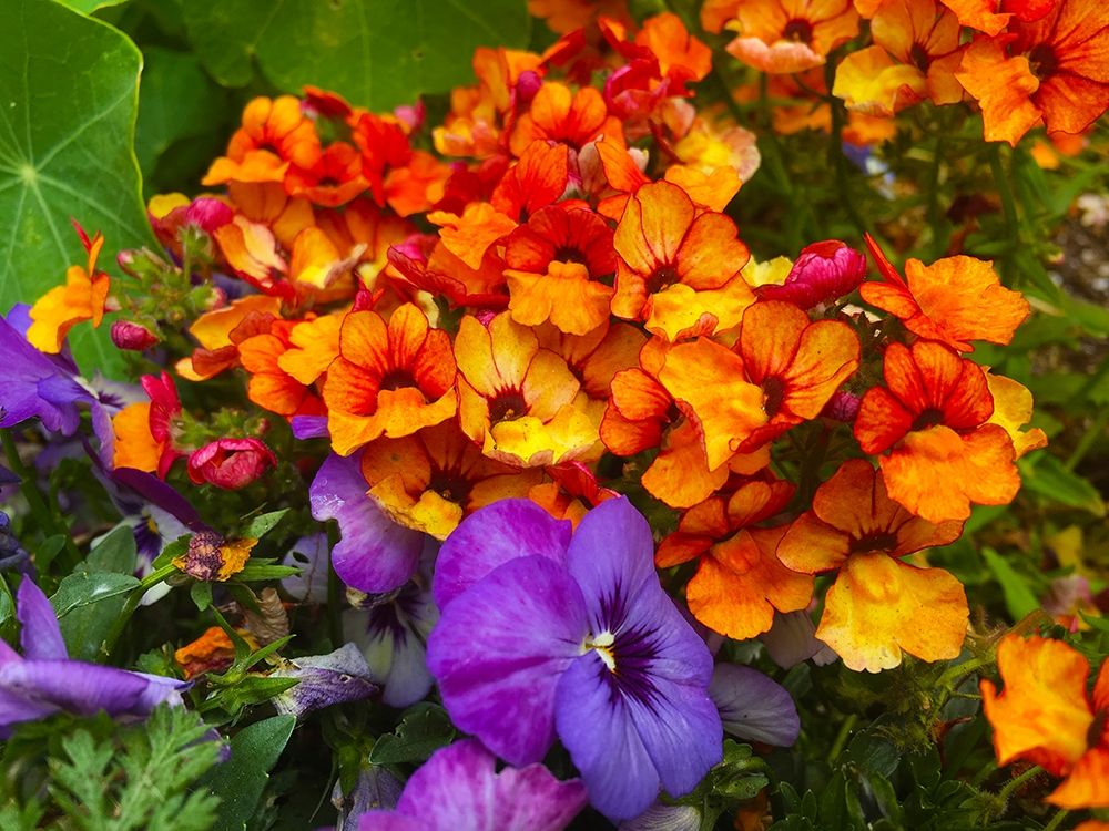 Orange and Purple Blooms I art print by Grayscale for $57.95 CAD
