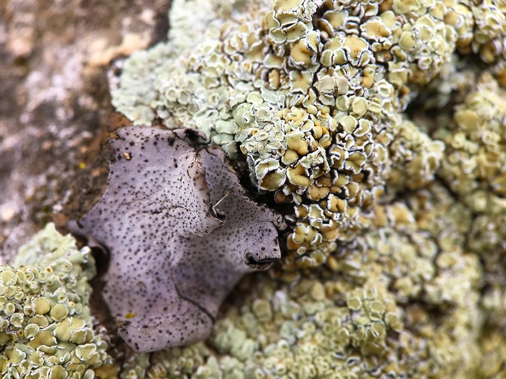 Lichen I art print by Grayscale for $57.95 CAD