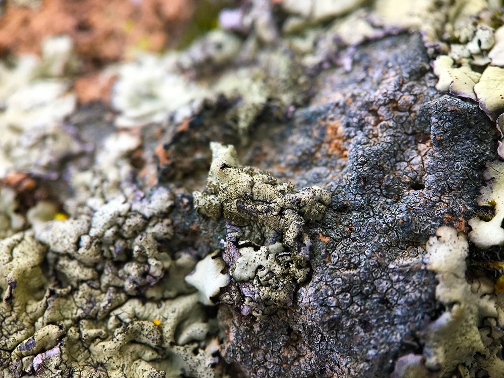 Lichen II art print by Grayscale for $57.95 CAD