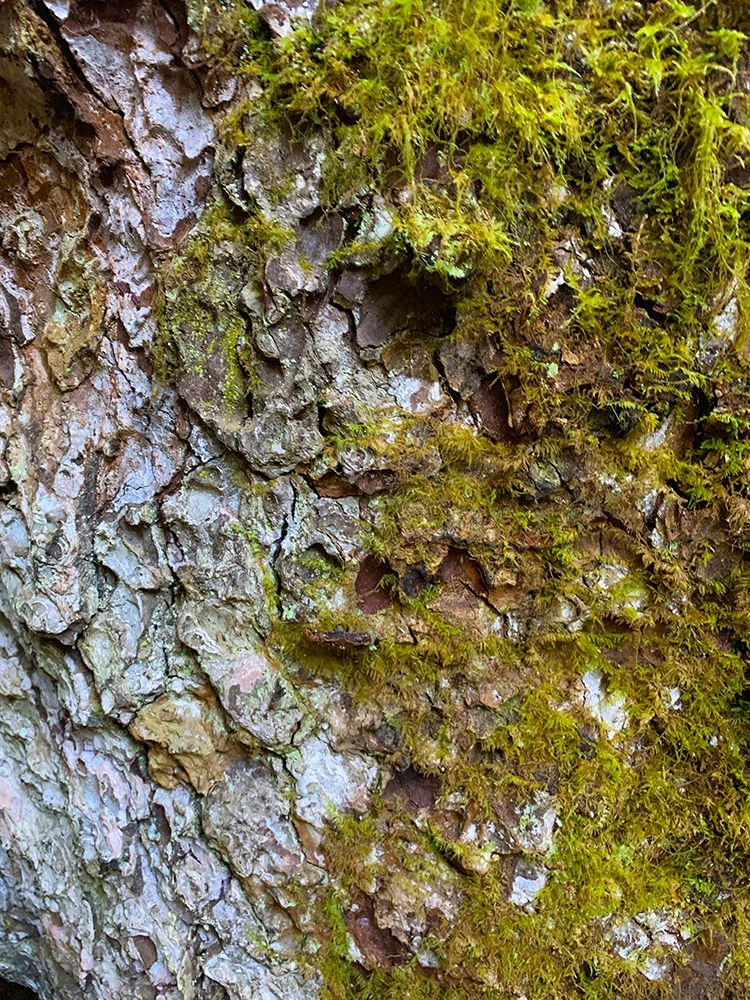 Bark and Moss I art print by Grayscale for $57.95 CAD