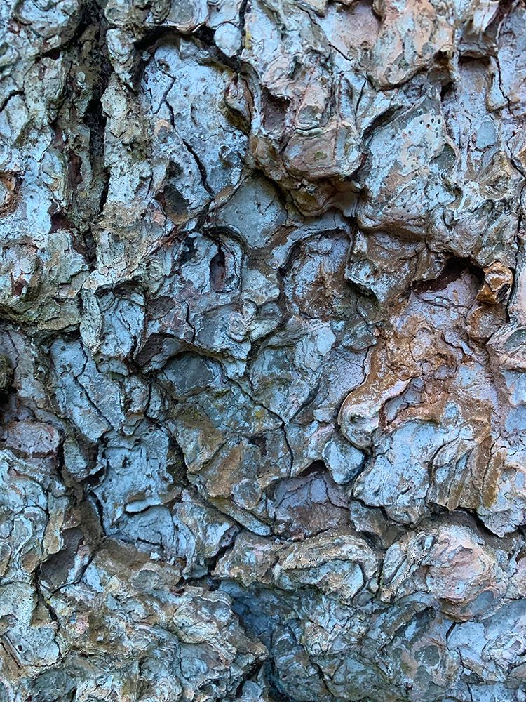 Bark Scales I art print by Grayscale for $57.95 CAD