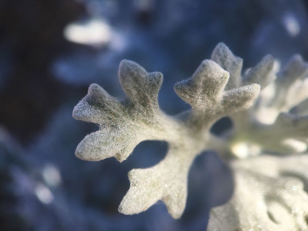 Dusty Miller I art print by Grayscale for $57.95 CAD