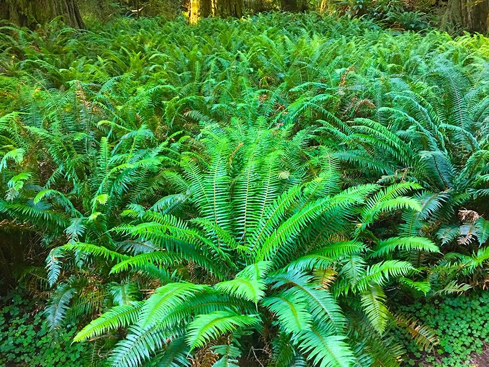 Forest Ferns I art print by Grayscale for $57.95 CAD