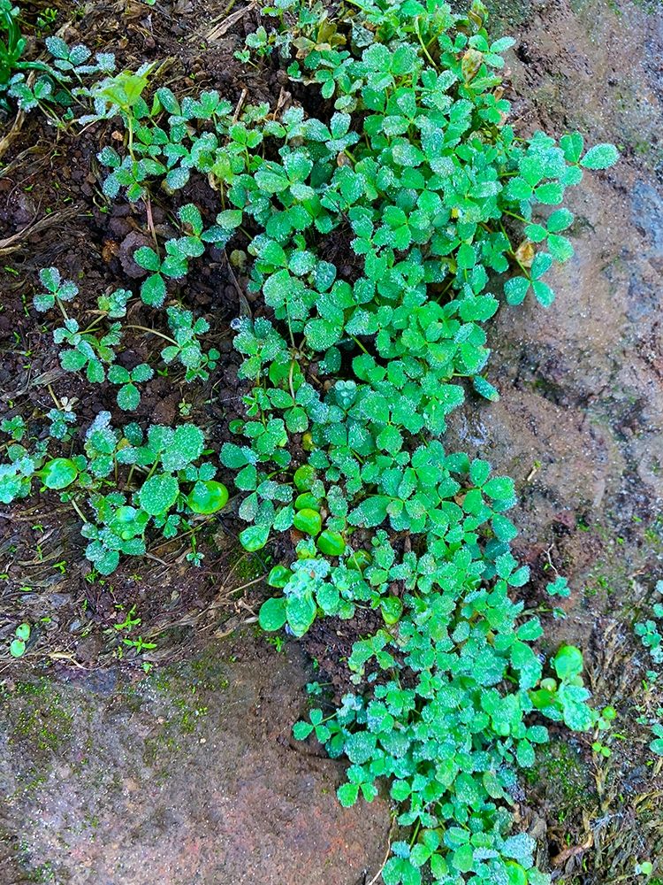 Ground Cover I art print by Grayscale for $57.95 CAD