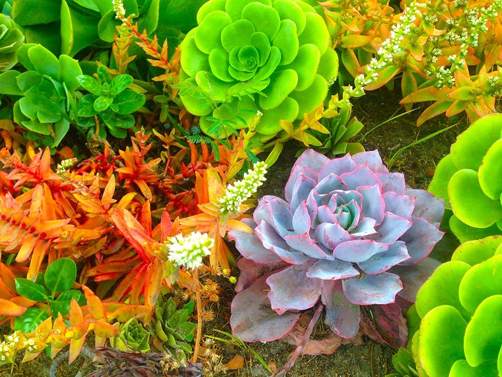 Succulent Garden I art print by Grayscale for $57.95 CAD