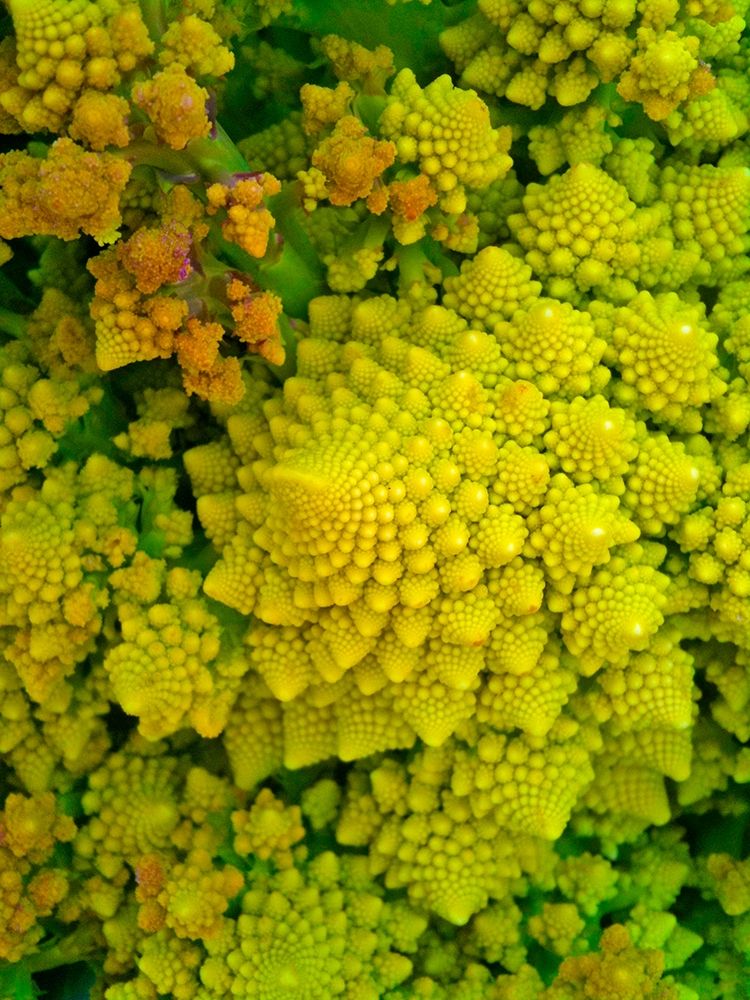 Natural Fractals I art print by Grayscale for $57.95 CAD