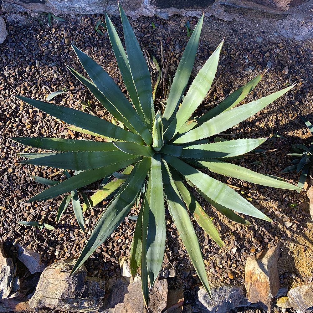Agave II art print by Grayscale for $57.95 CAD