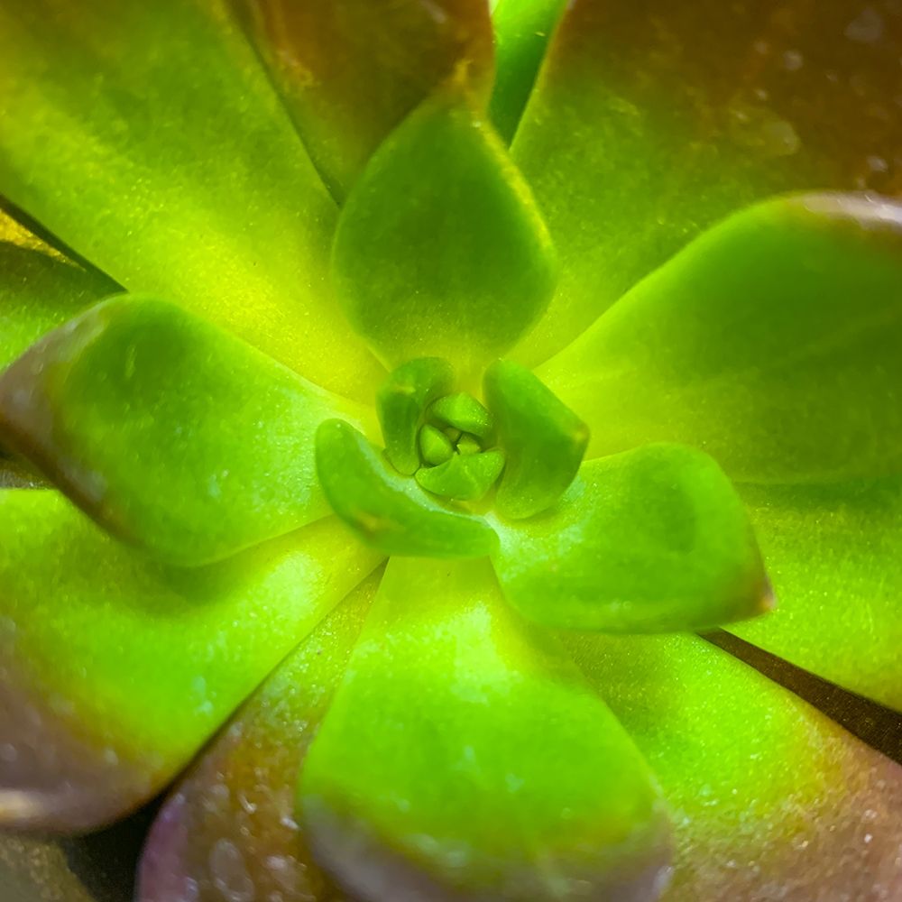 Succulent Square I art print by Grayscale for $57.95 CAD