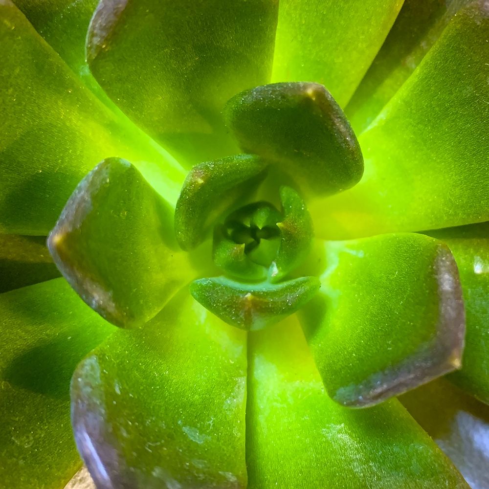 Succulent Square II art print by Grayscale for $57.95 CAD