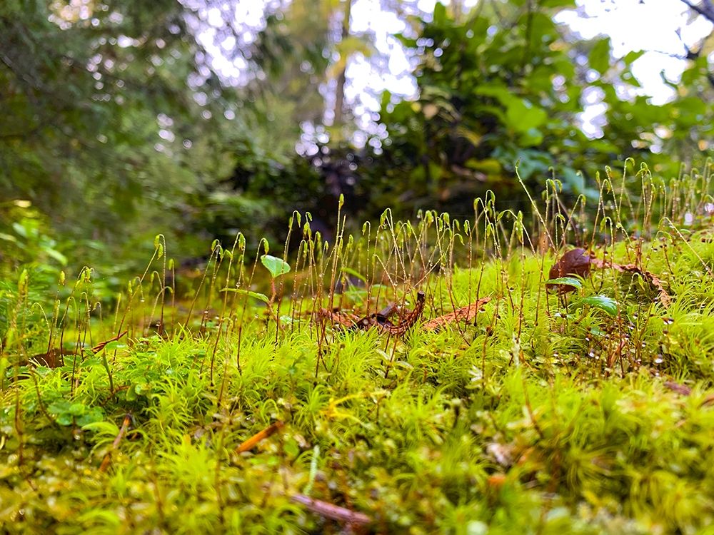 Miniature Forest I art print by Grayscale for $57.95 CAD