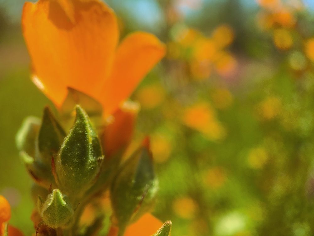 Color Mood IV: Globe Mallow art print by William Tenoever for $57.95 CAD