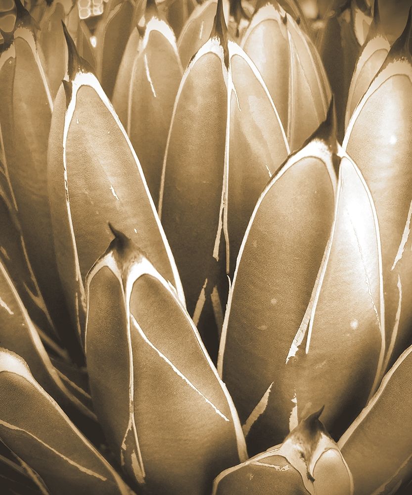 Agave Sepia art print by William Tenoever for $57.95 CAD