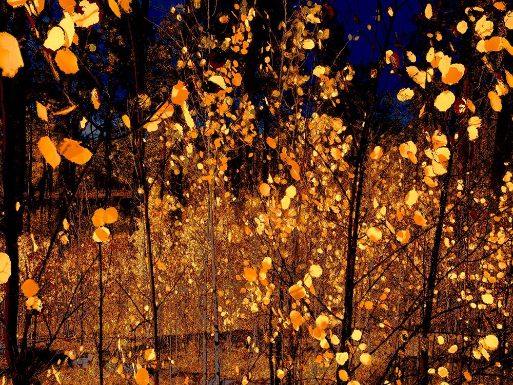 Color Mood-Aspen 1 art print by William Tenoever for $57.95 CAD