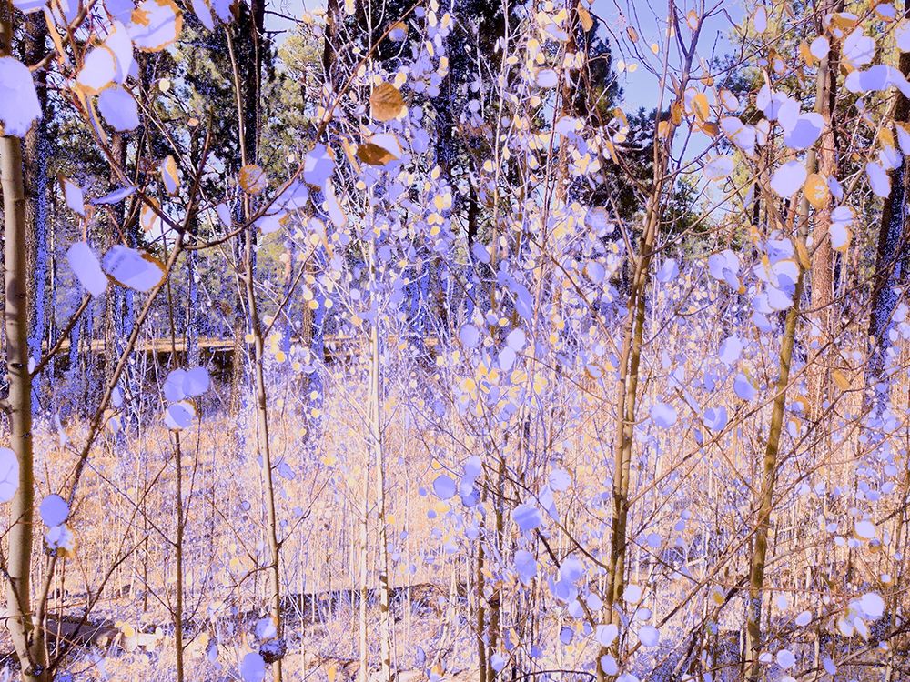 Color Mood-Aspen 2 art print by William Tenoever for $57.95 CAD