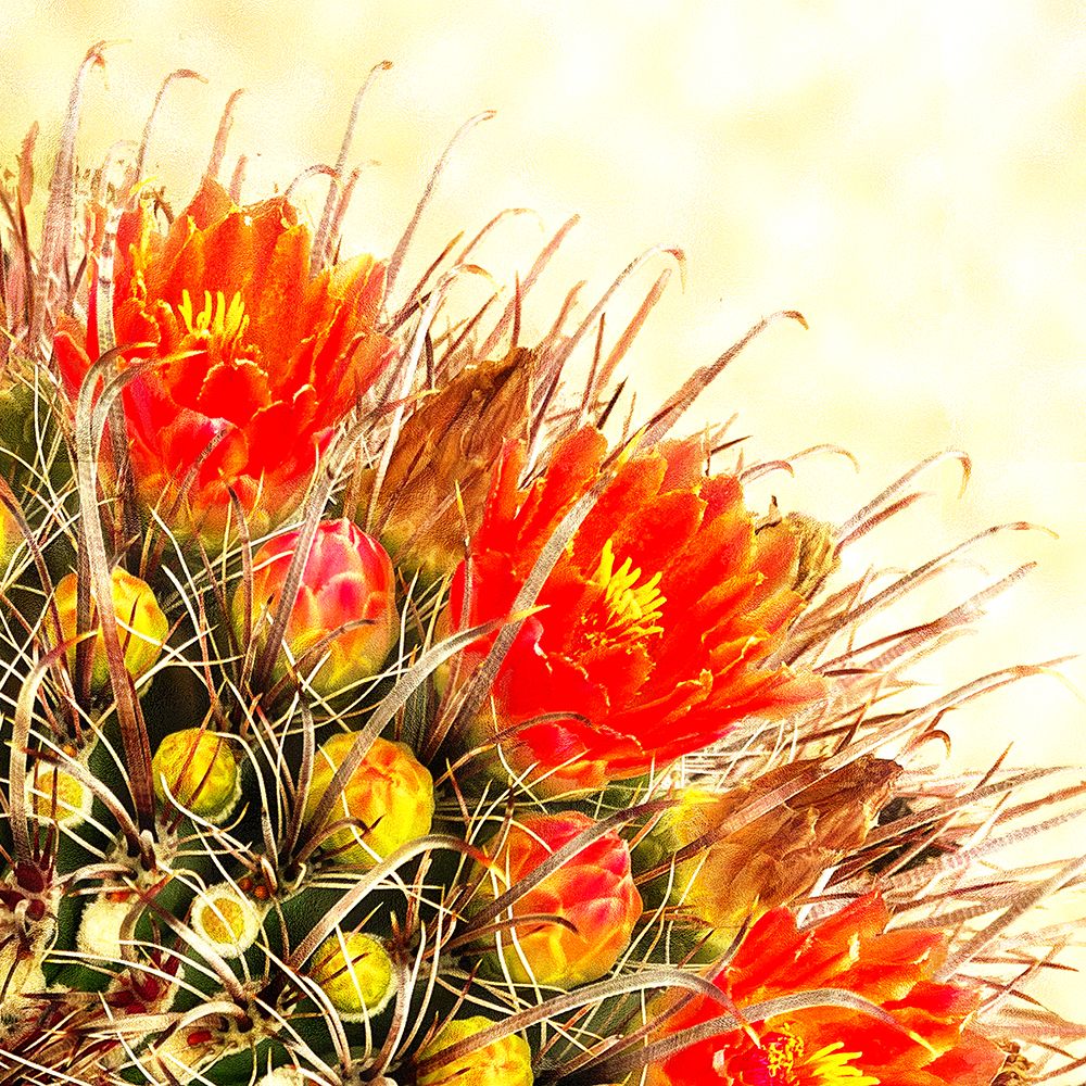Gold Type: Barrel Cactus 2b art print by William Tenoever for $57.95 CAD