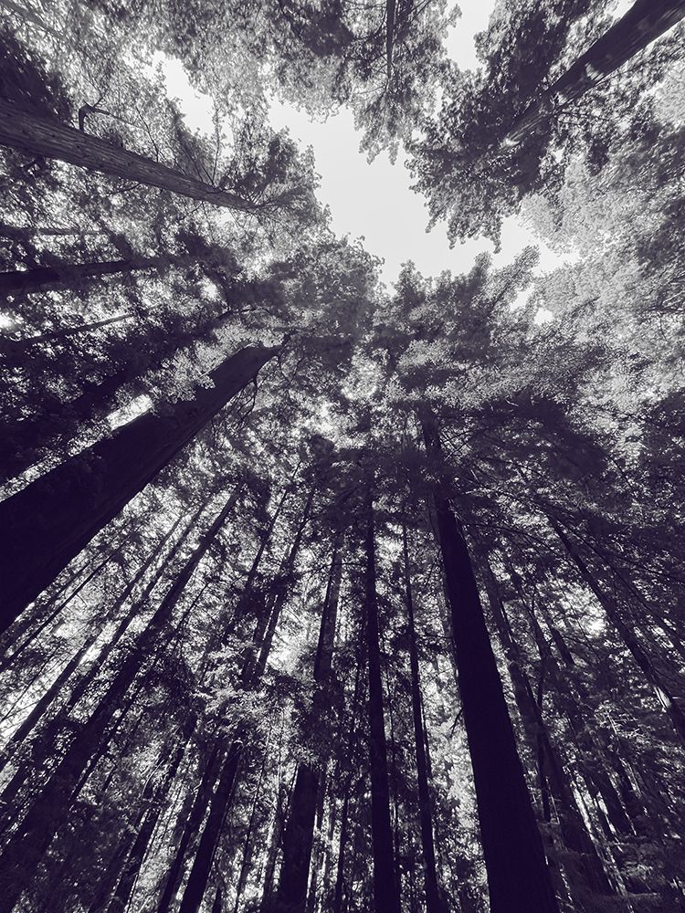 Redwood Trees BW art print by William Tenoever for $57.95 CAD