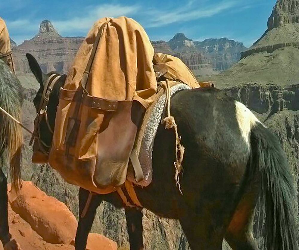 Grand Canyon 1: Mule Train art print by William Tenoever for $57.95 CAD