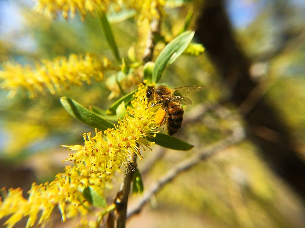 Bee in Mesquite Tree art print by William Tenoever for $57.95 CAD